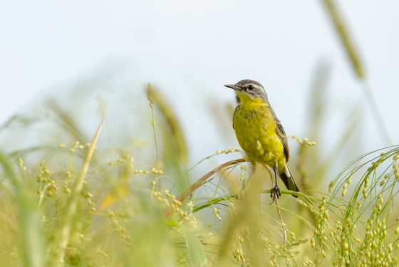 Motacilla flava