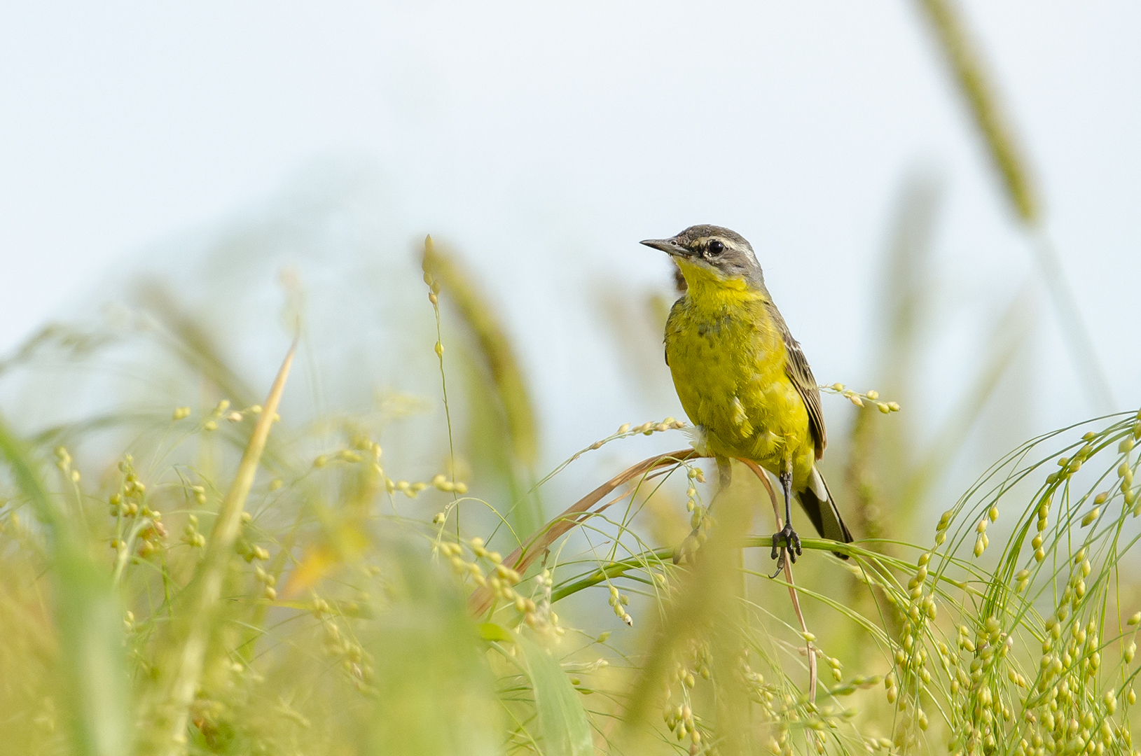 Motacilla flava