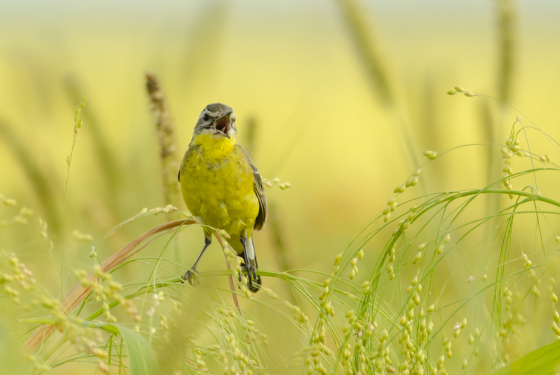 Motacilla flava