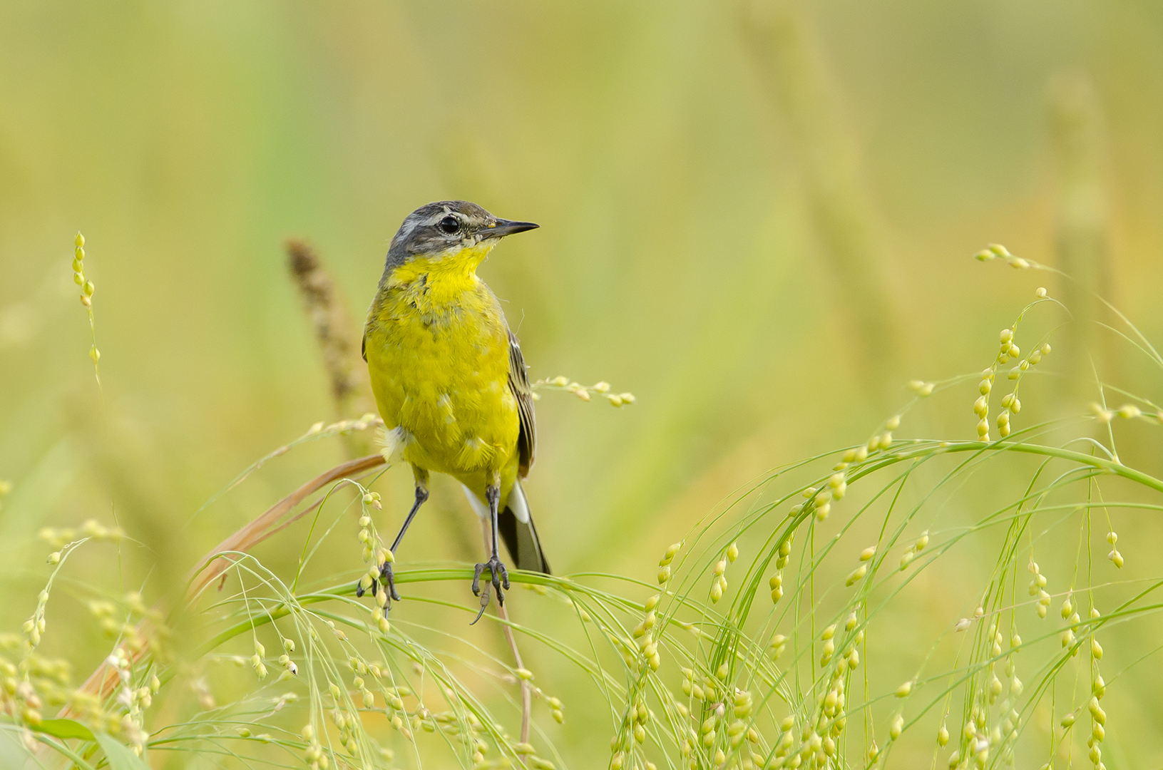 Motacilla flava
