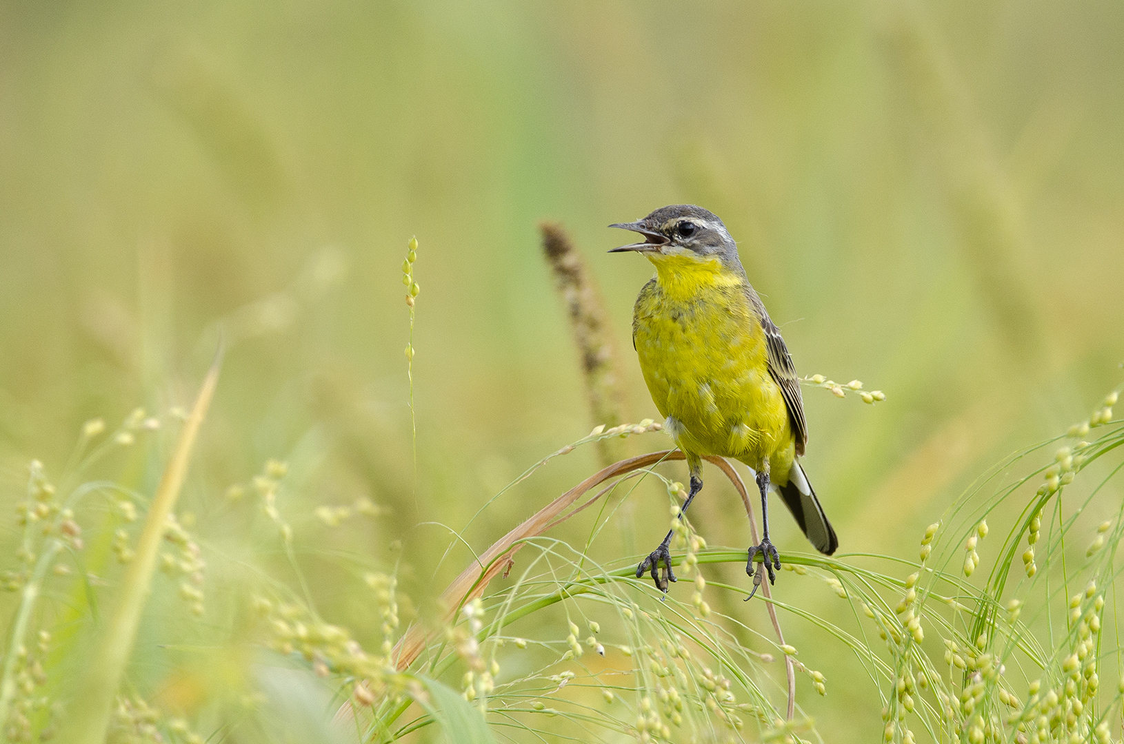 Motacilla flava