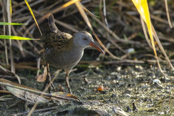 Rallus aquaticus