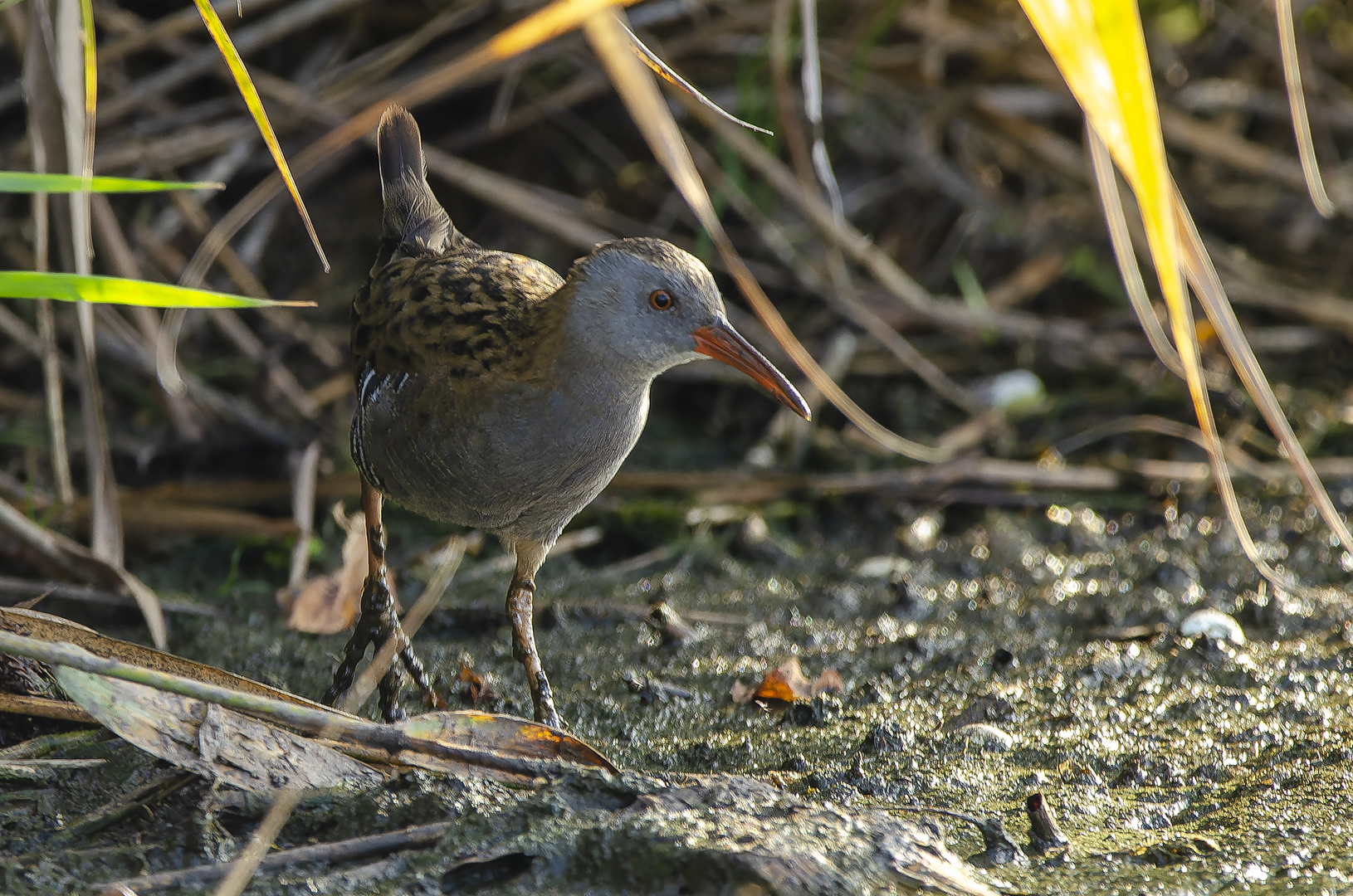 Rallus aquaticus