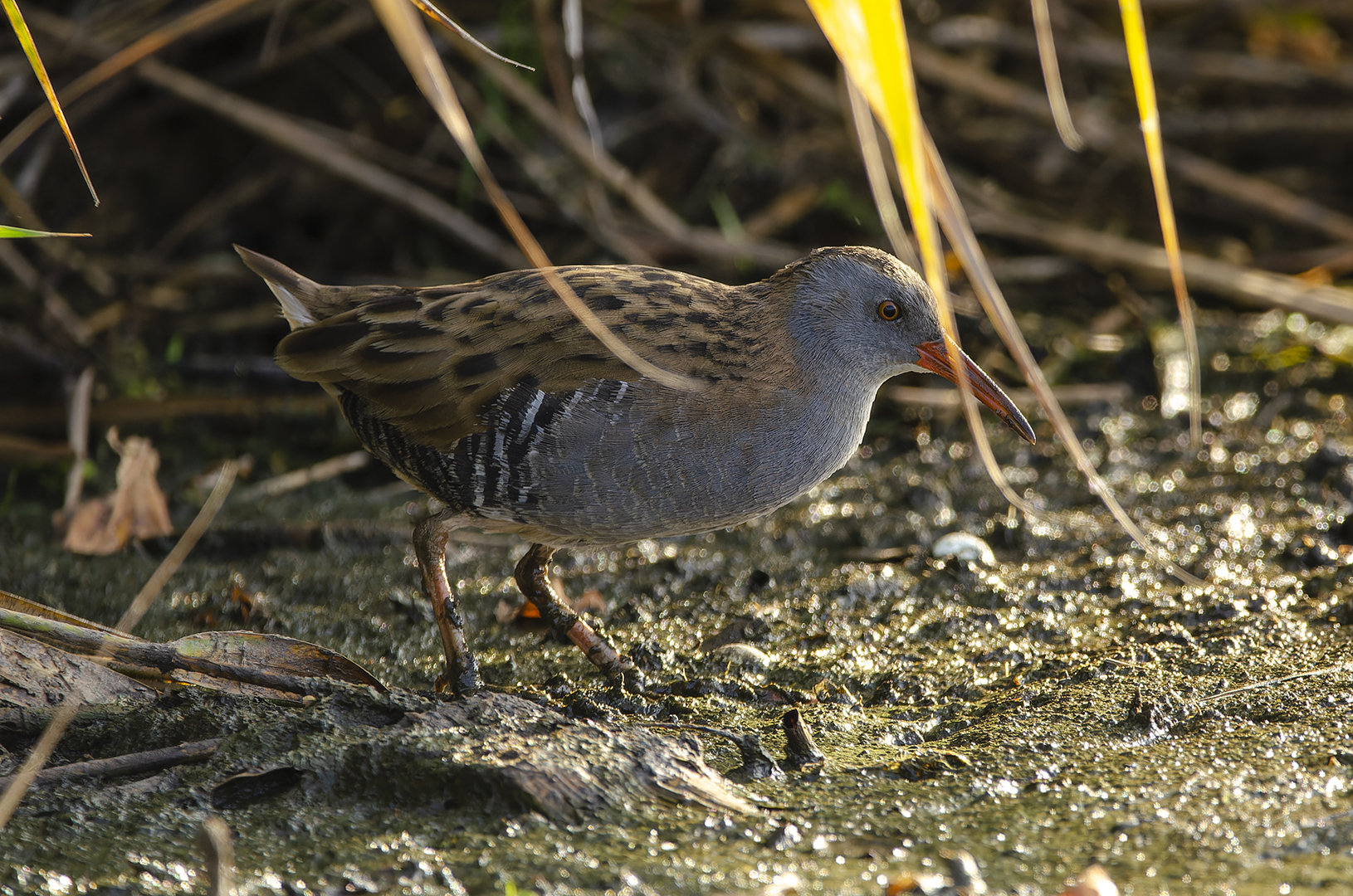 Rallus aquaticus