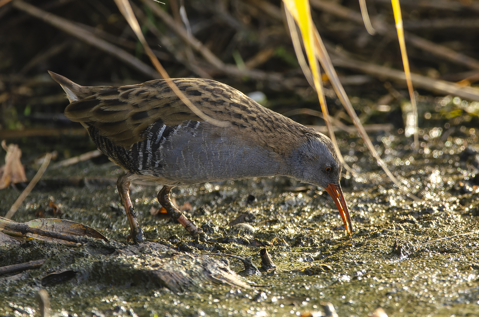 Rallus aquaticus