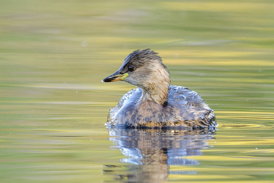 Tachybaptus ruficollis