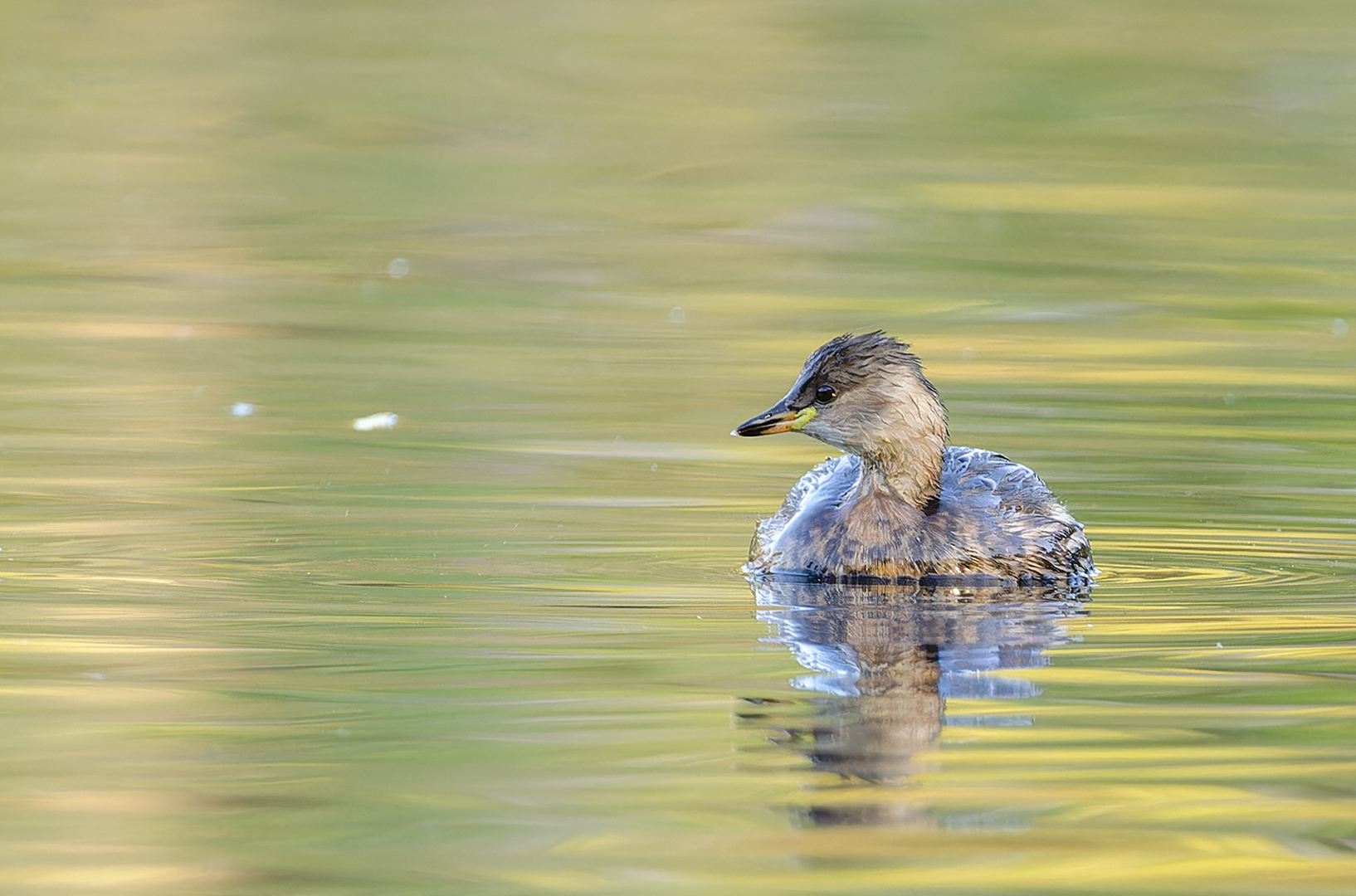 Tachybaptus ruficollis