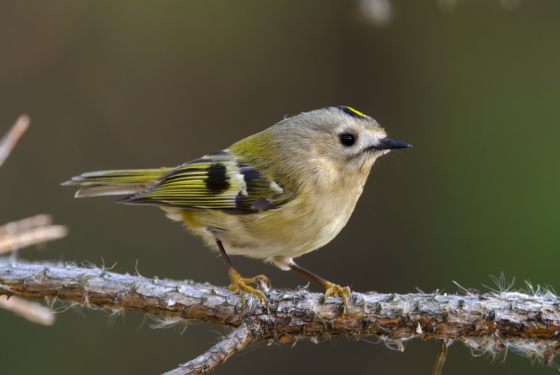 Regulus regulus