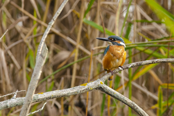 Alcedo atthis