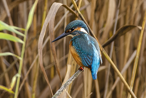 Alcedo atthis